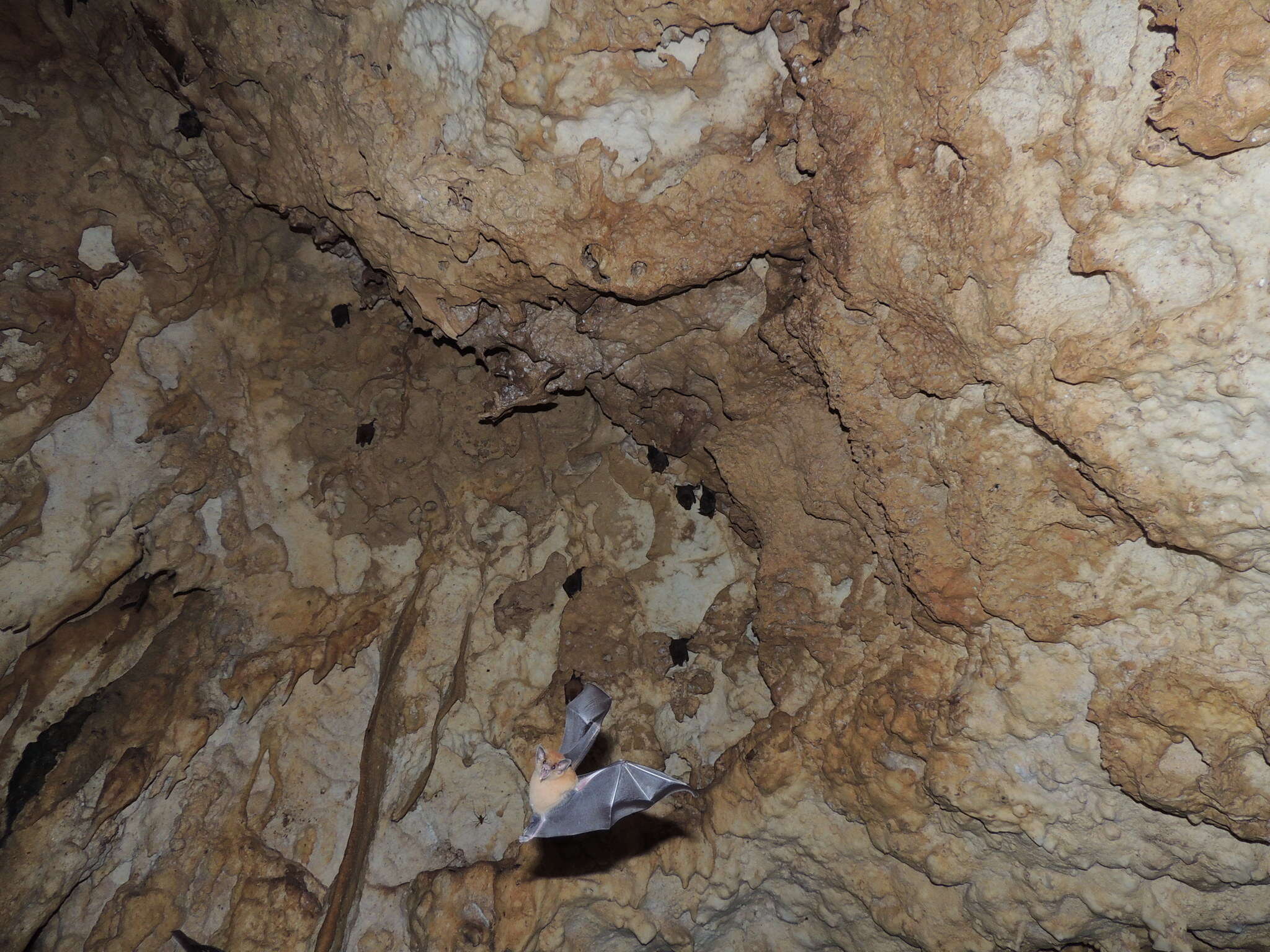 Image of Orange Nectar Bat