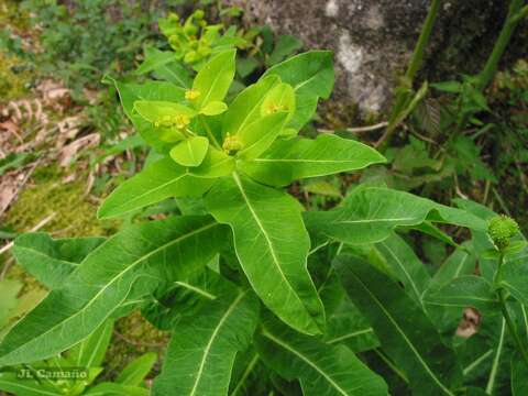 Euphorbia hyberna L. resmi