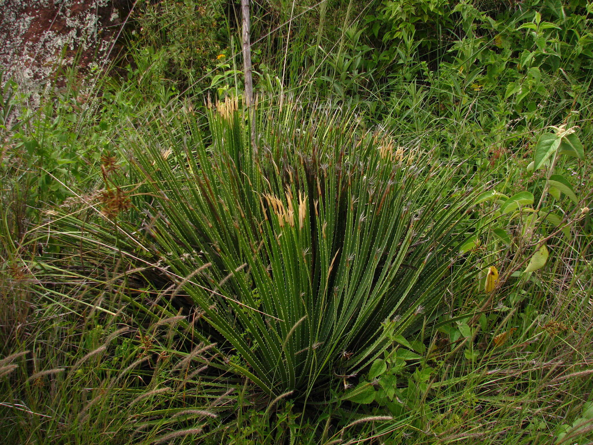 Image of Dasylirion acrotrichum (Schiede) Zucc.