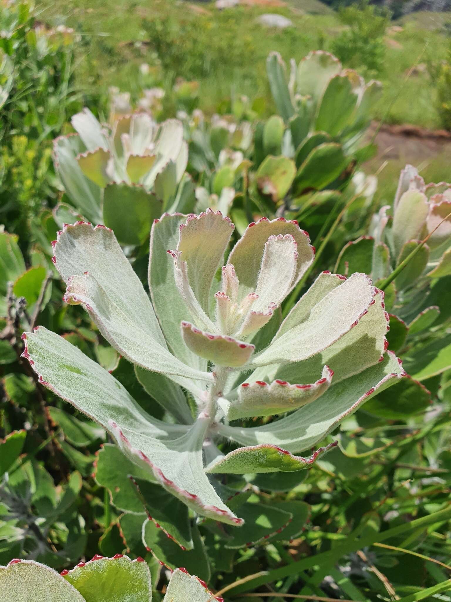 Image of Leucospermum innovans Rourke