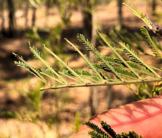 Image of Acacia loroloba Tindale