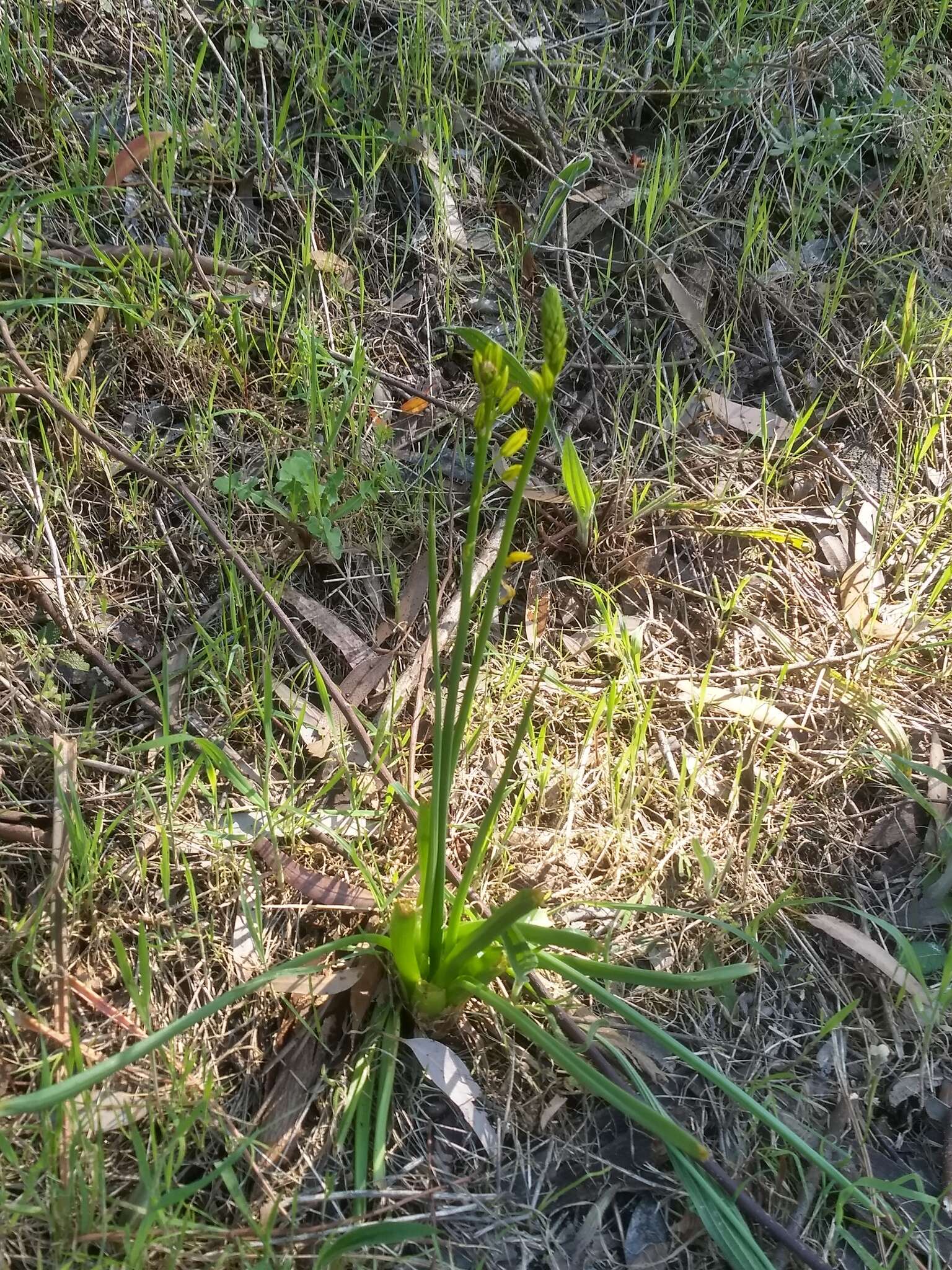 Imagem de Bulbine glauca (Raf.) E. M. Watson