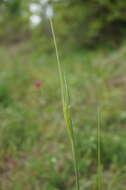 Imagem de Triticum monococcum subsp. aegilopoides (Link) Thell.