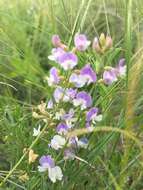 Image of Astragalus austriacus Jacq.