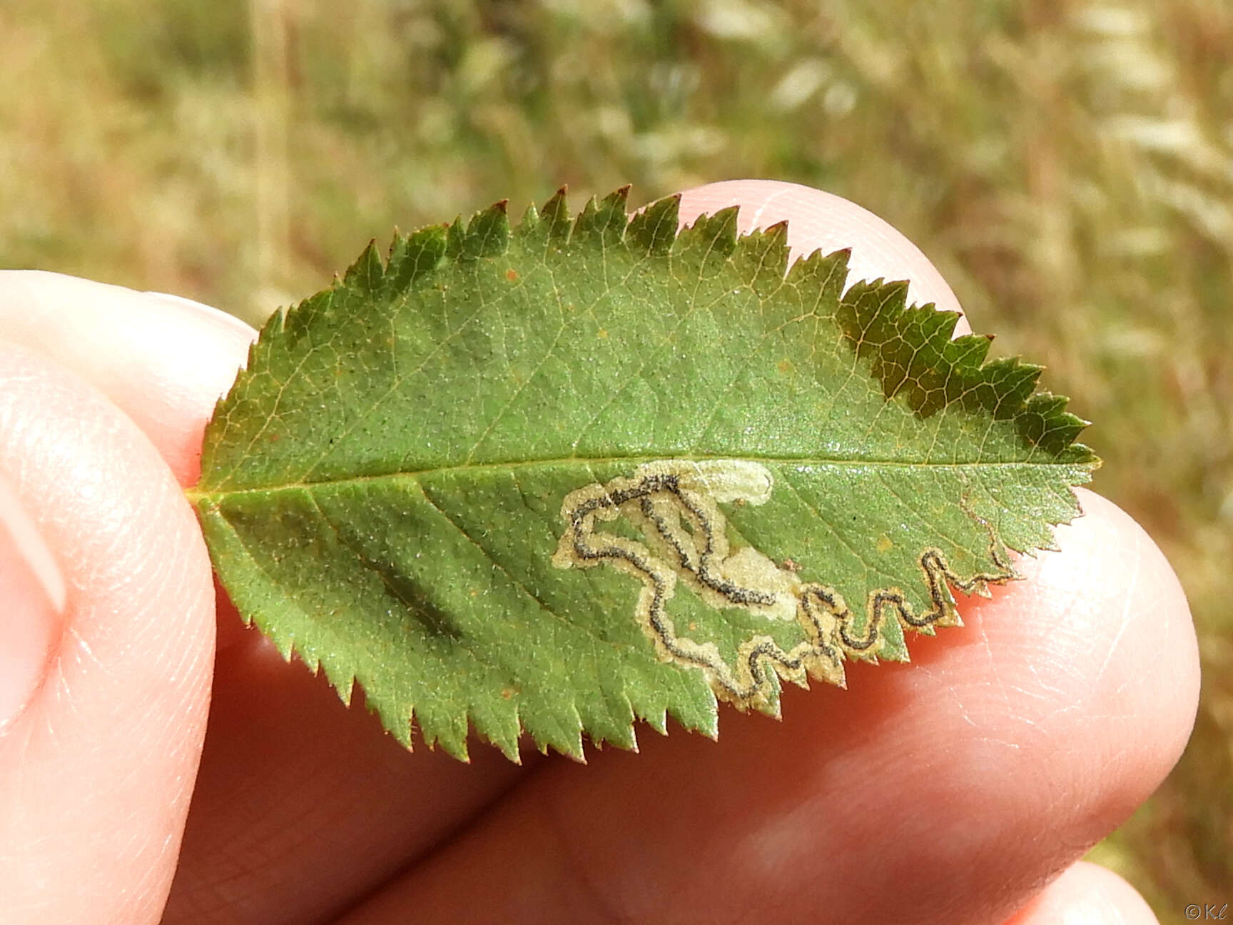 Sivun Stigmella centifoliella (Zeller 1848) Beirne 1945 kuva