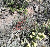 Image of Brittle Adromischus