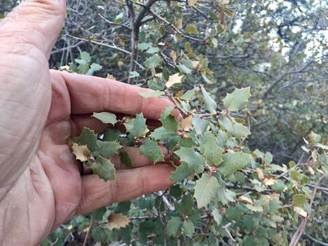 Image of Desert Scrub Oak