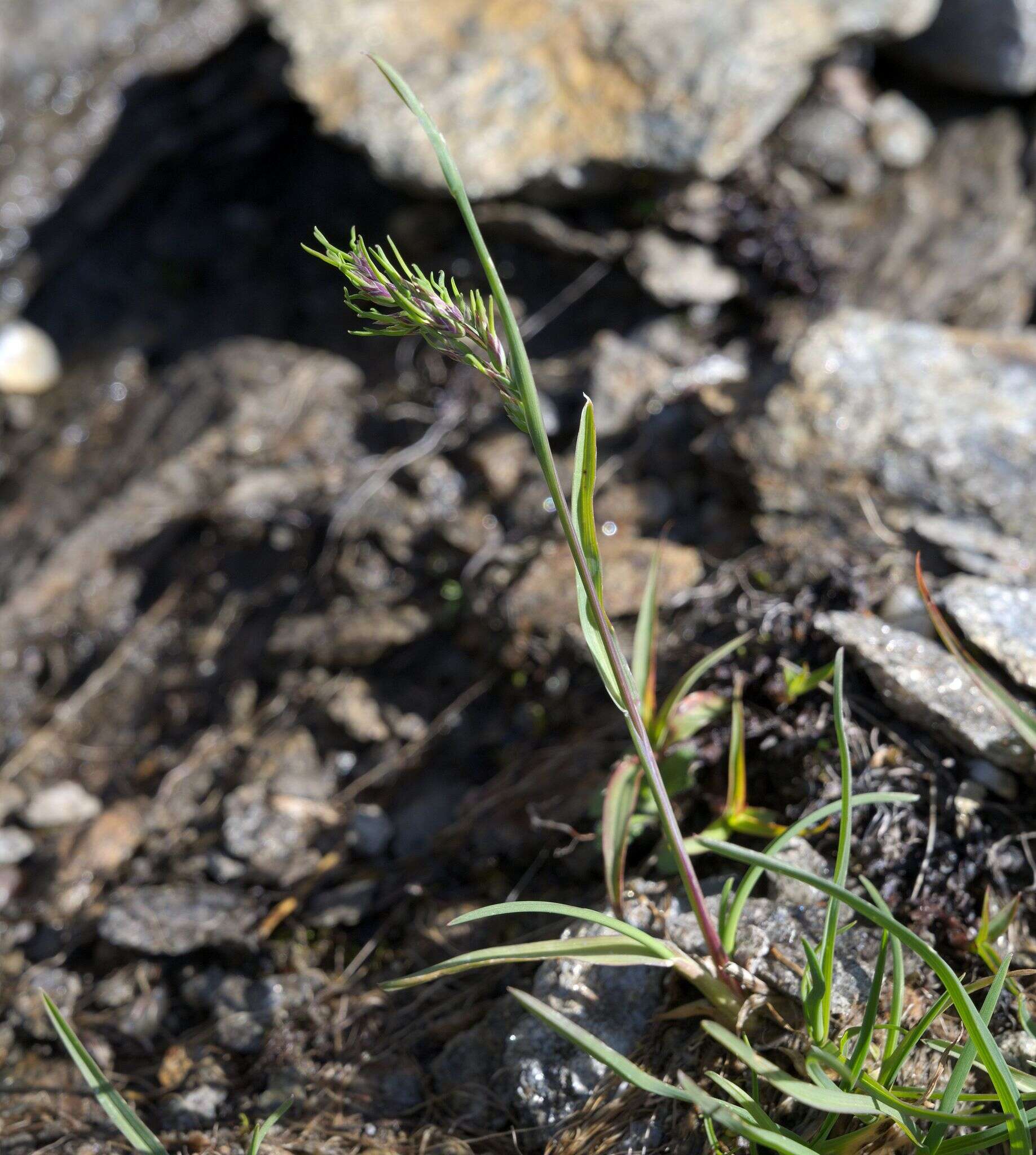 صورة Poa alpina subsp. vivipara (L.) Tzvelev