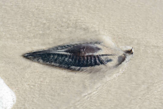 Image of Cape Elephantfish