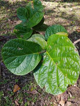 Coccoloba pubescens L. resmi