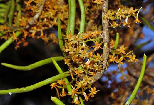 Image of Tridactyle tridentata (Harv.) Schltr.