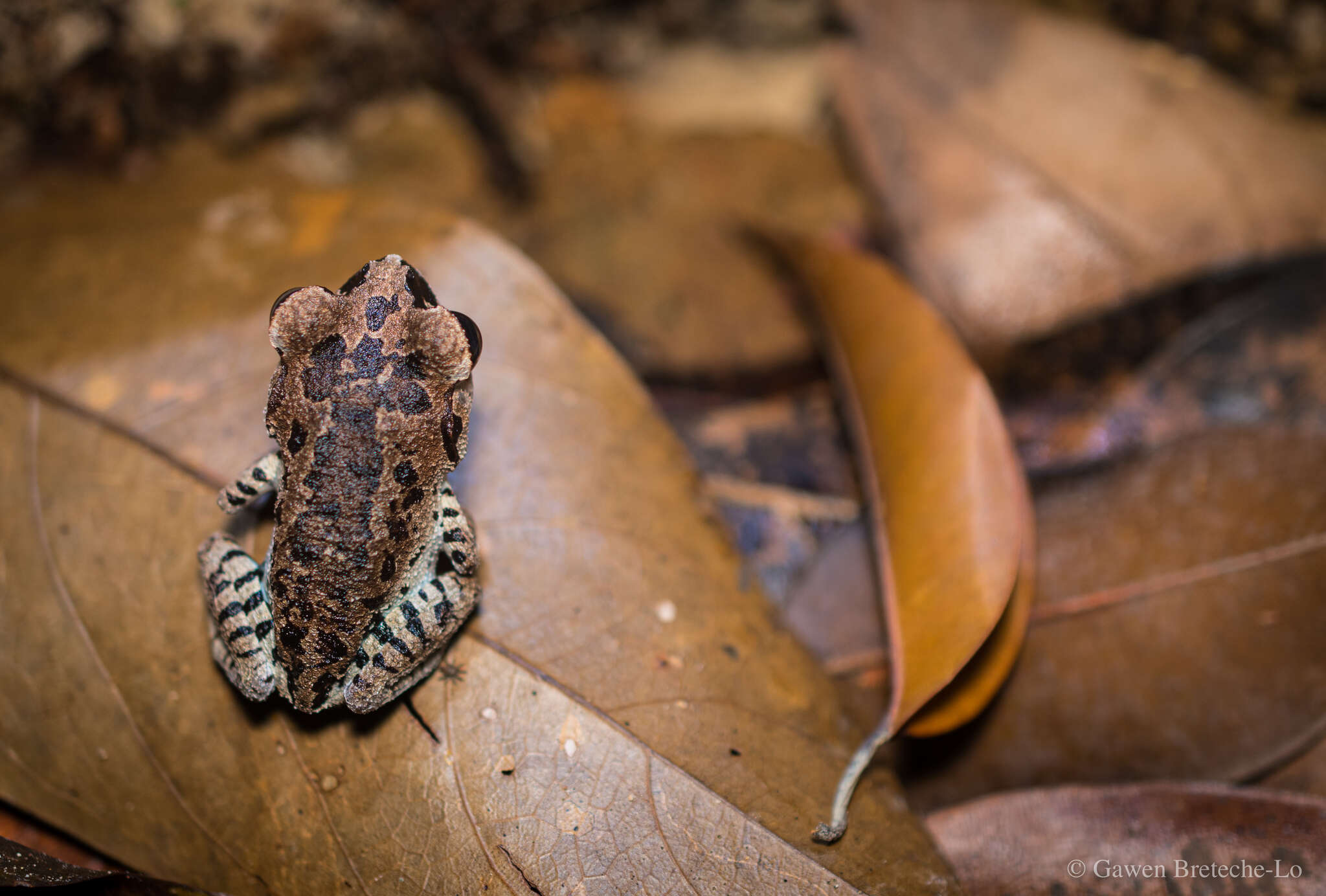 Image of Leptobrachium ingeri Hamidy, Matsui, Nishikawa & Belabut 2012