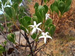 Image of Anthocercis viscosa R. Br.