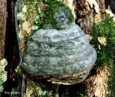 Image de Fomes fomentarius (L.) Fr.