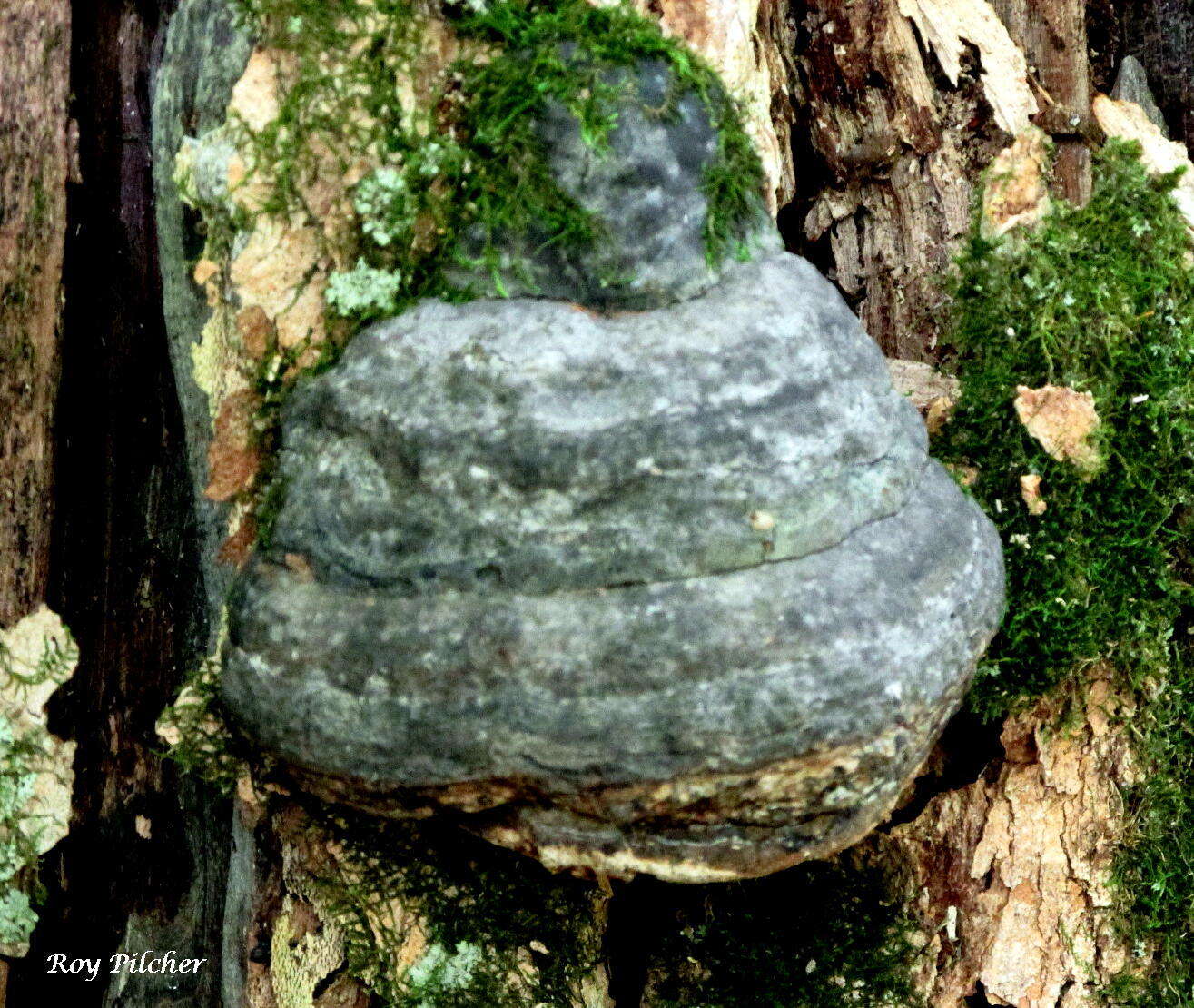 Image de Fomes fomentarius (L.) Fr.