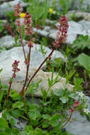 Rumex nivalis Hegetschw. resmi