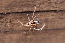 Image of Oxyopes tridens Brady 1964