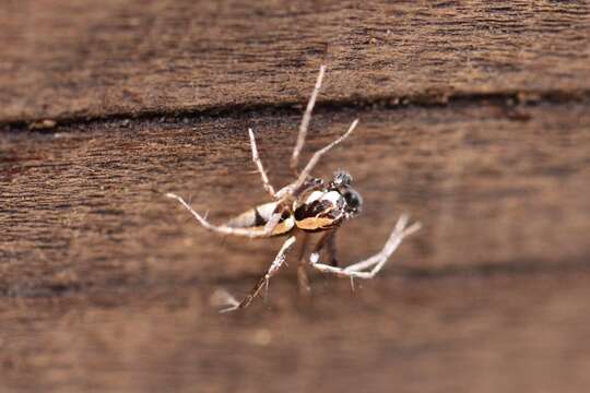 Image of Oxyopes tridens Brady 1964