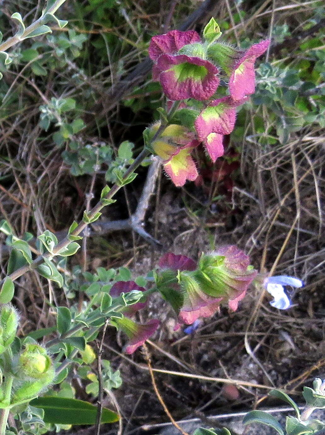 Imagem de Salvia africana L.