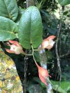 Image de Macleania pentaptera Hørold