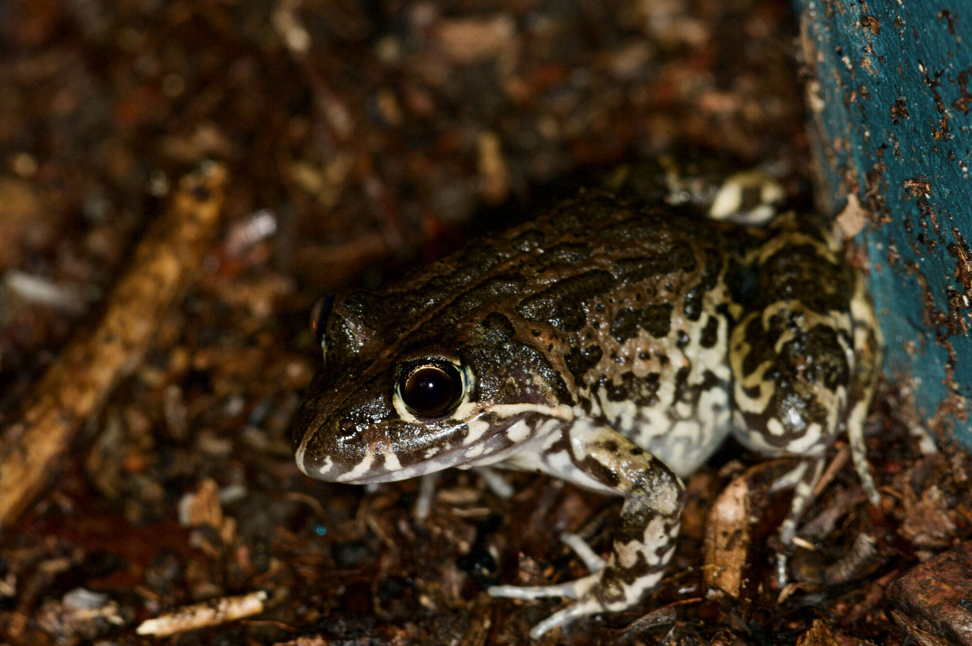 صورة Limnodynastes convexiusculus (Macleay 1878)