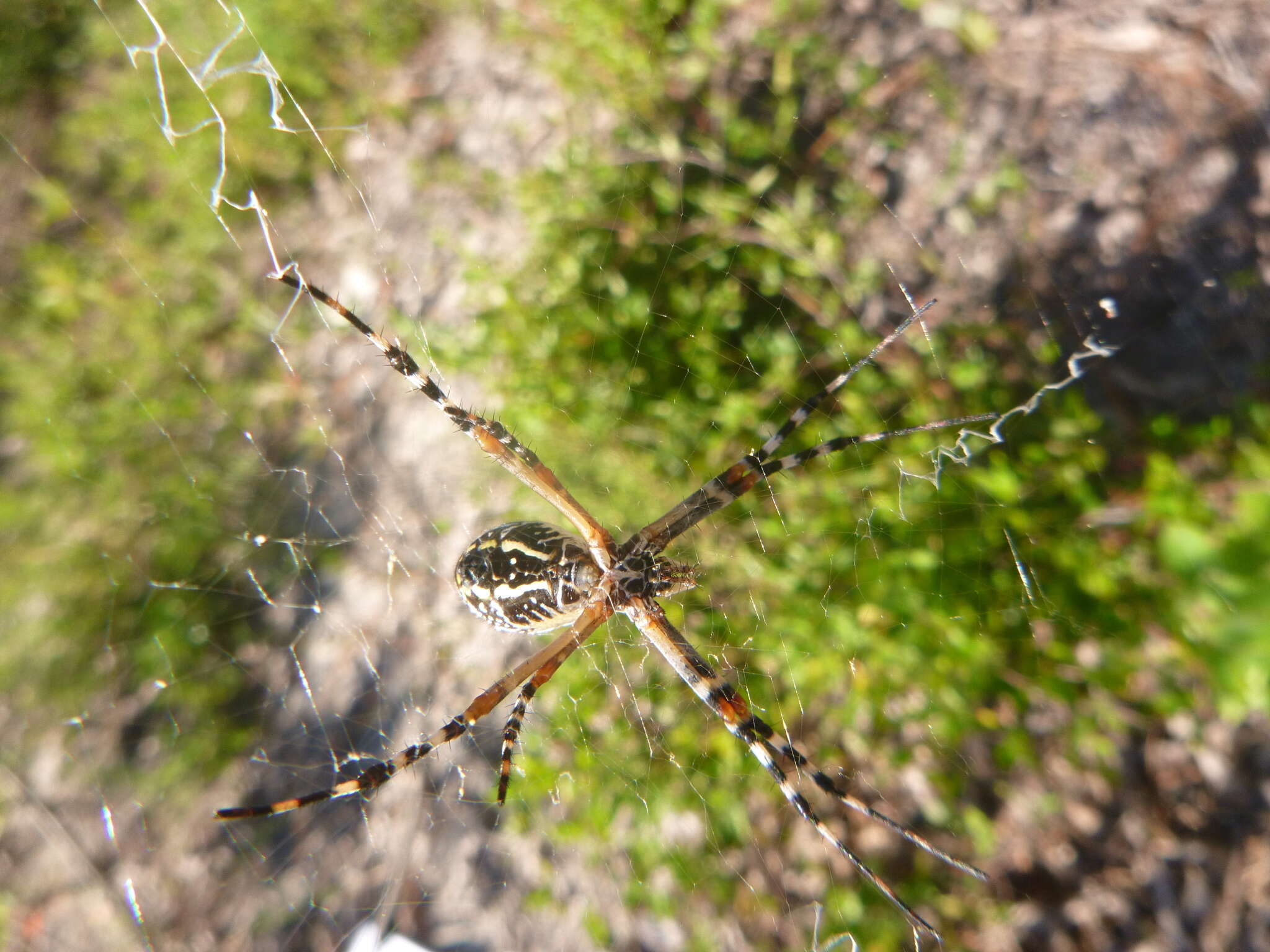 Imagem de Argiope florida Chamberlin & Ivie 1944