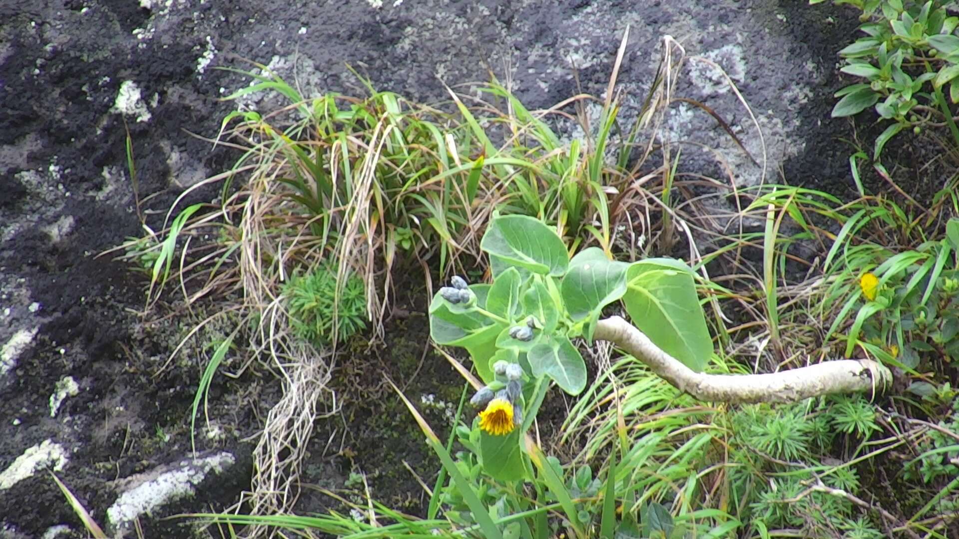 Image of Sonchus marginatus (Bert. ex DC.) S. C. Kim & Mejías