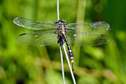 Image of Austrogomphus australis Selys 1854