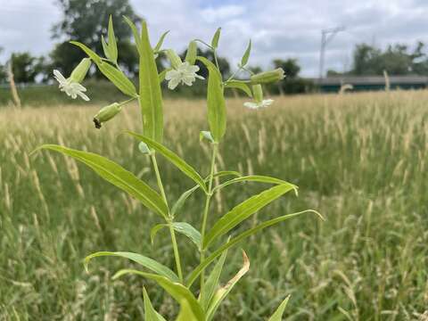 Image of Snowy Catchfly