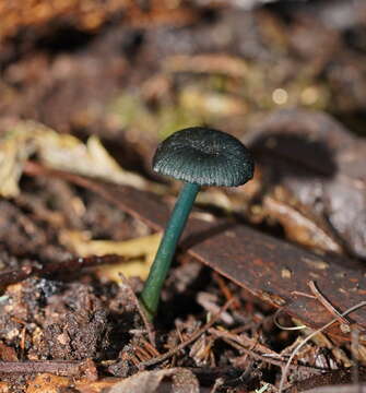 Image of Entoloma viridomarginatum (Cleland) E. Horak 1980