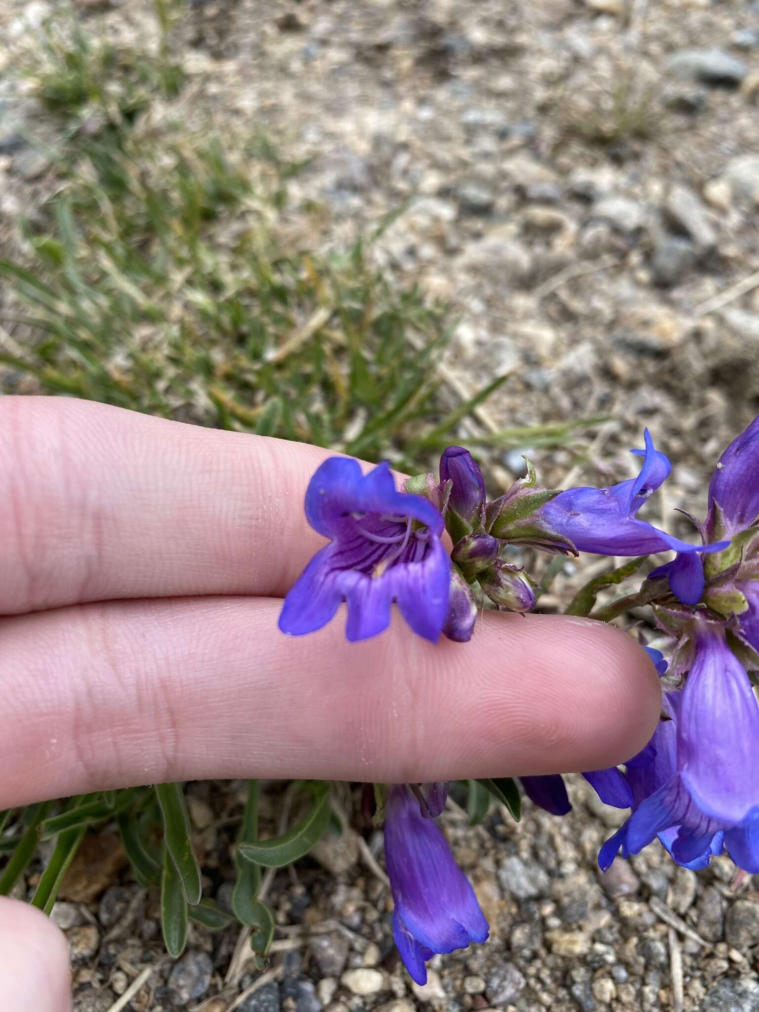 Plancia ëd Penstemon hallii A. Gray