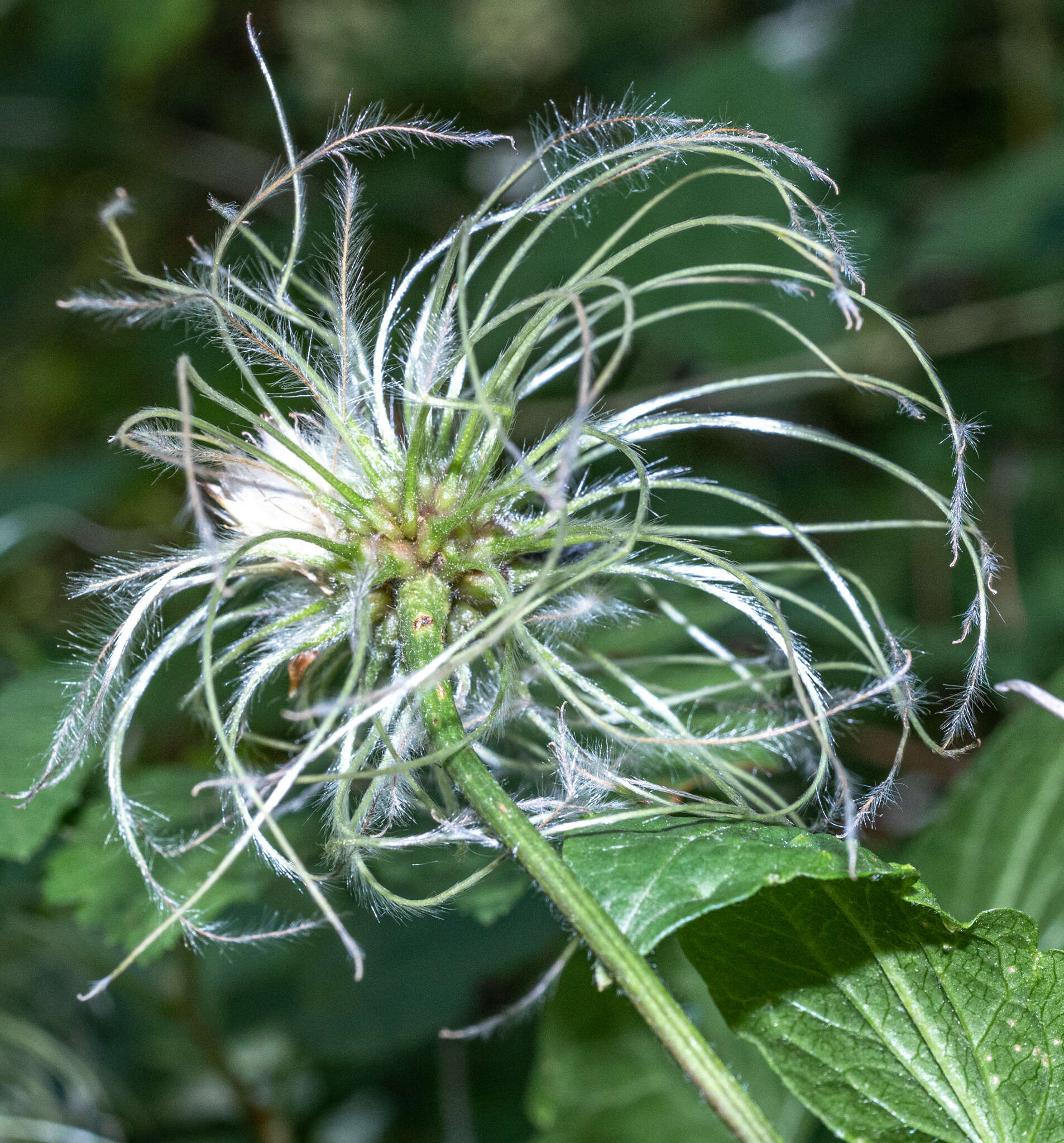 Image of western blue virginsbower