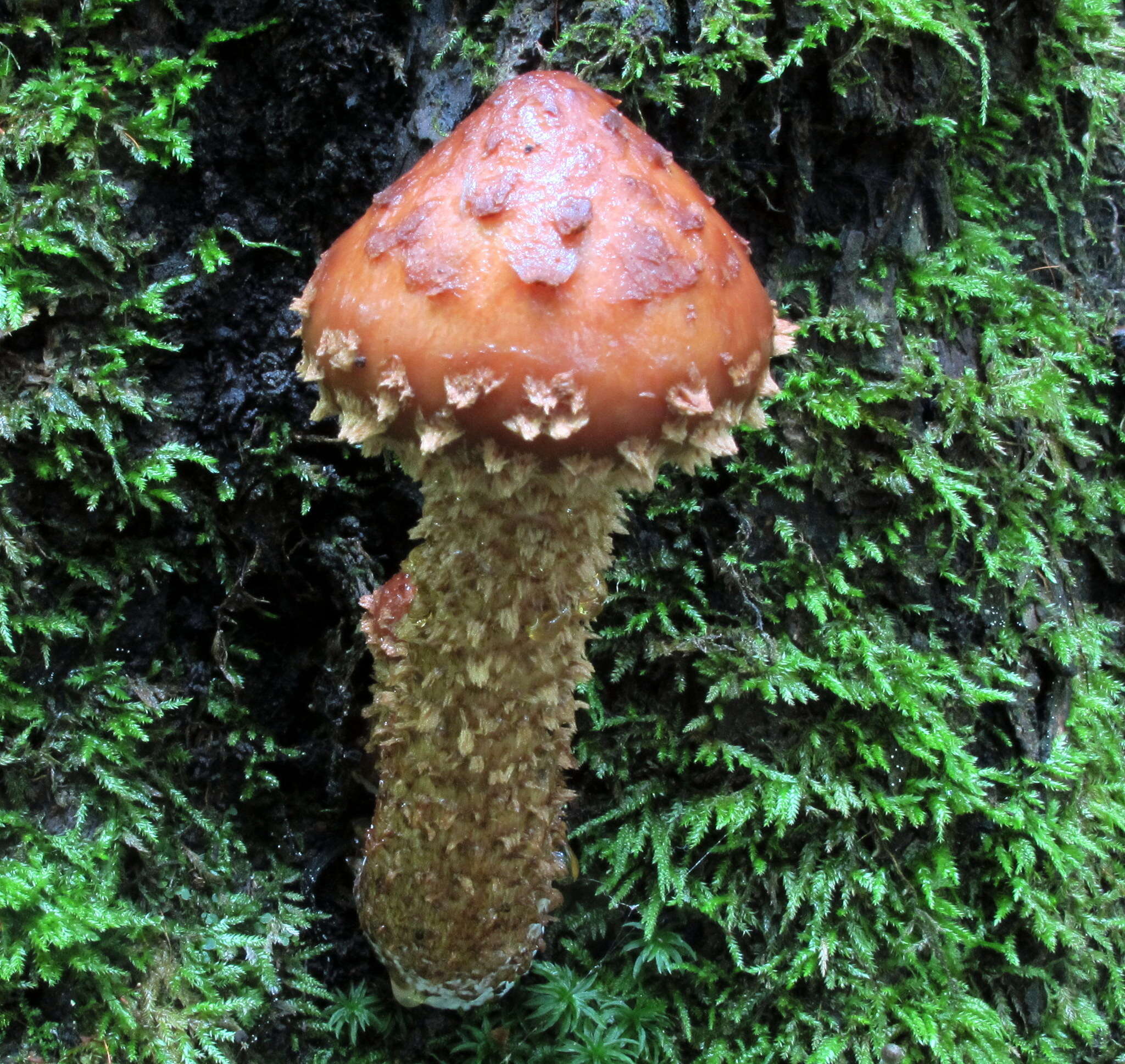 Hemistropharia resmi