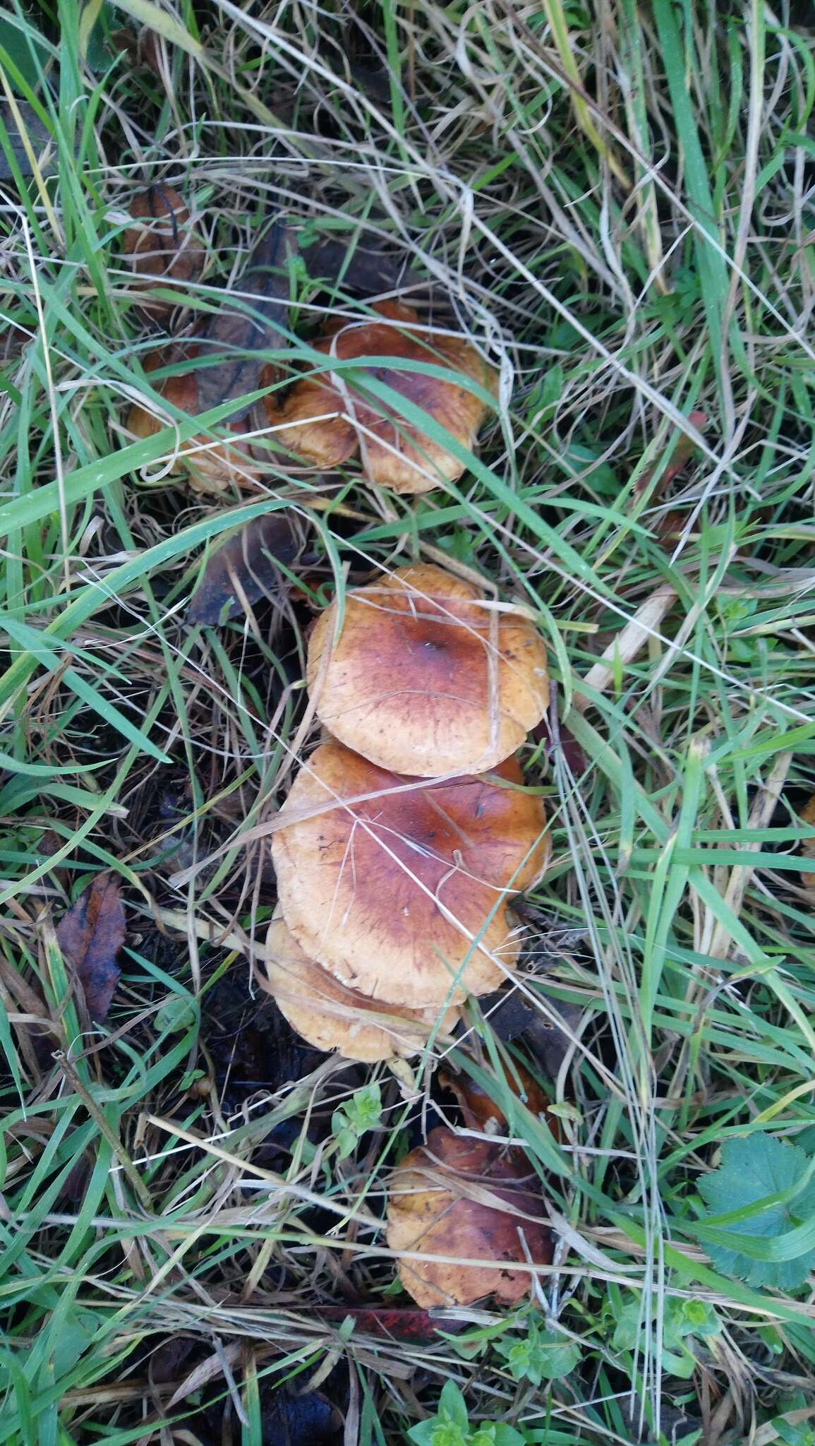 Image of Pholiota velaglutinosa A. H. Sm. & Hesler 1968