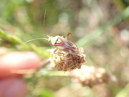 Image de Calocoris roseomaculatus (De Geer 1773)