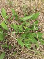 Image of rough coneflower