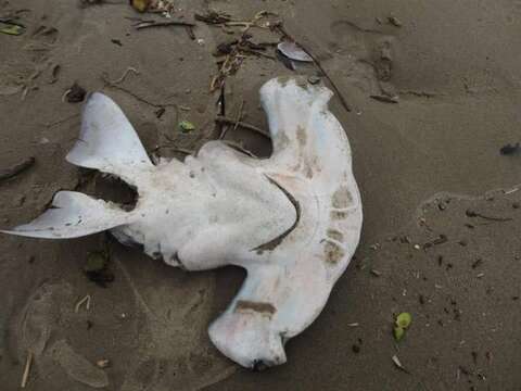 Image of hammerhead sharks