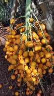 صورة Butia odorata (Barb. Rodr.) Noblick