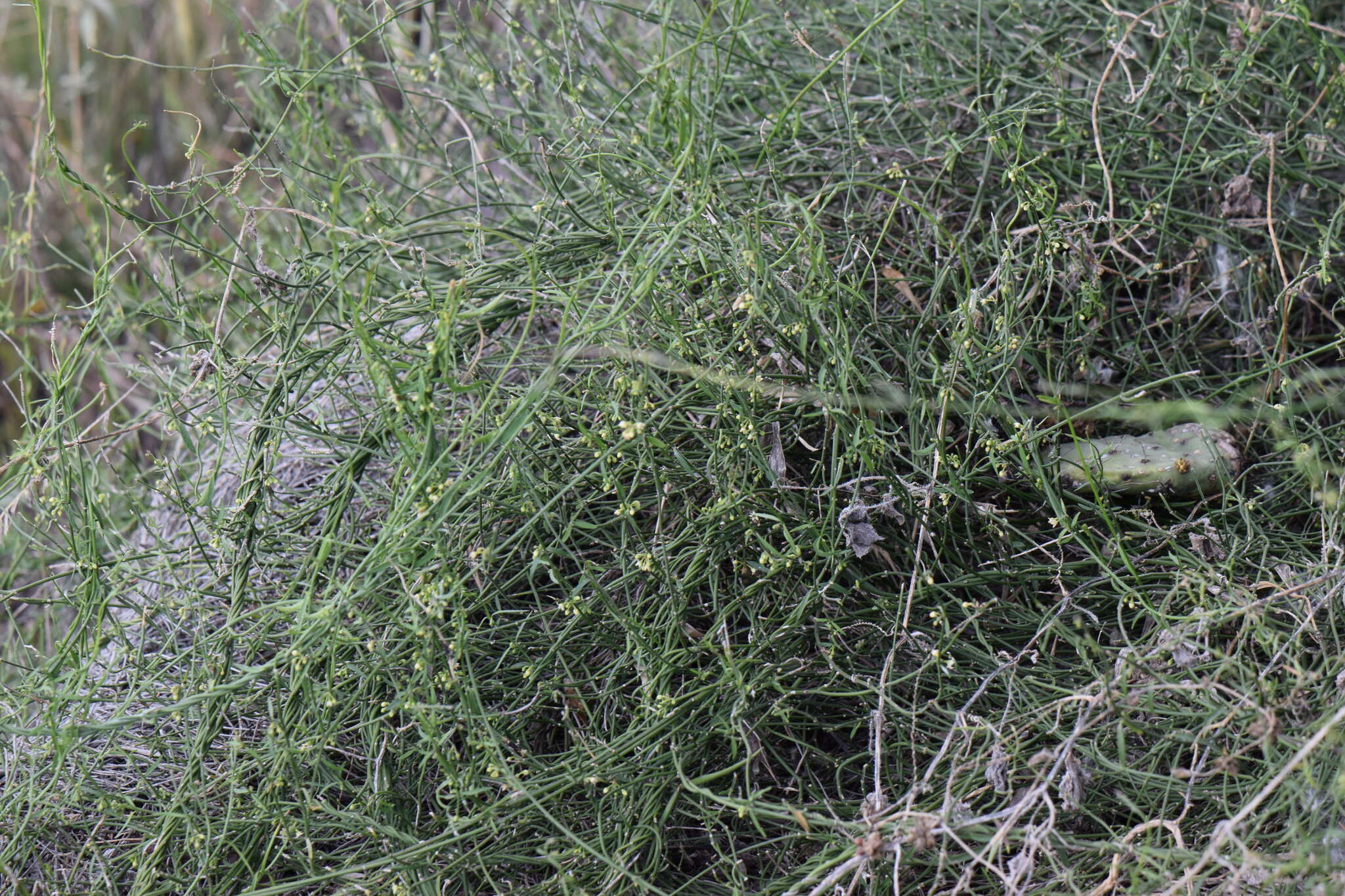 Orthosia angustifolia (Turcz.) Liede & Meve的圖片