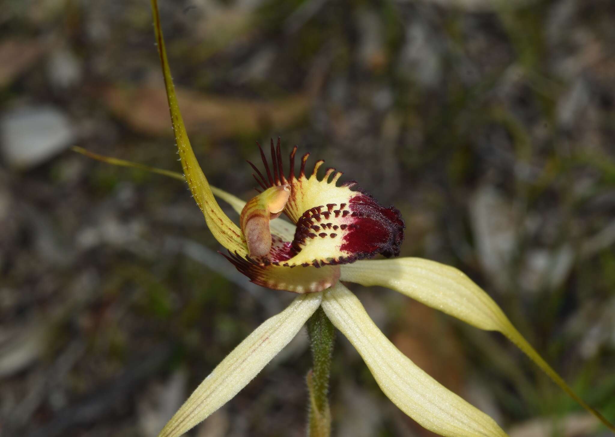 Imagem de Caladenia cala Hopper & A. P. Br.