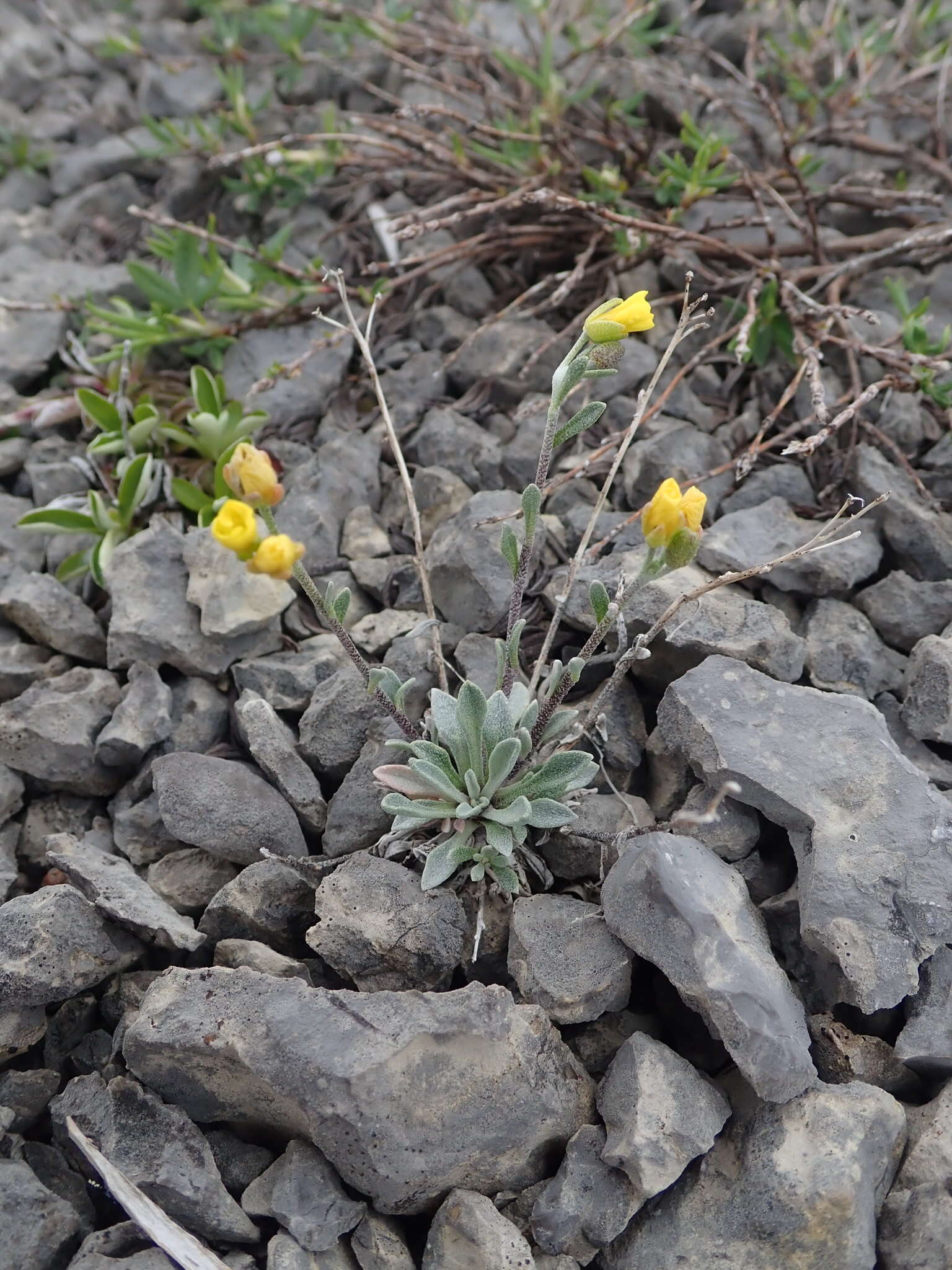 Image of arctic bladderpod