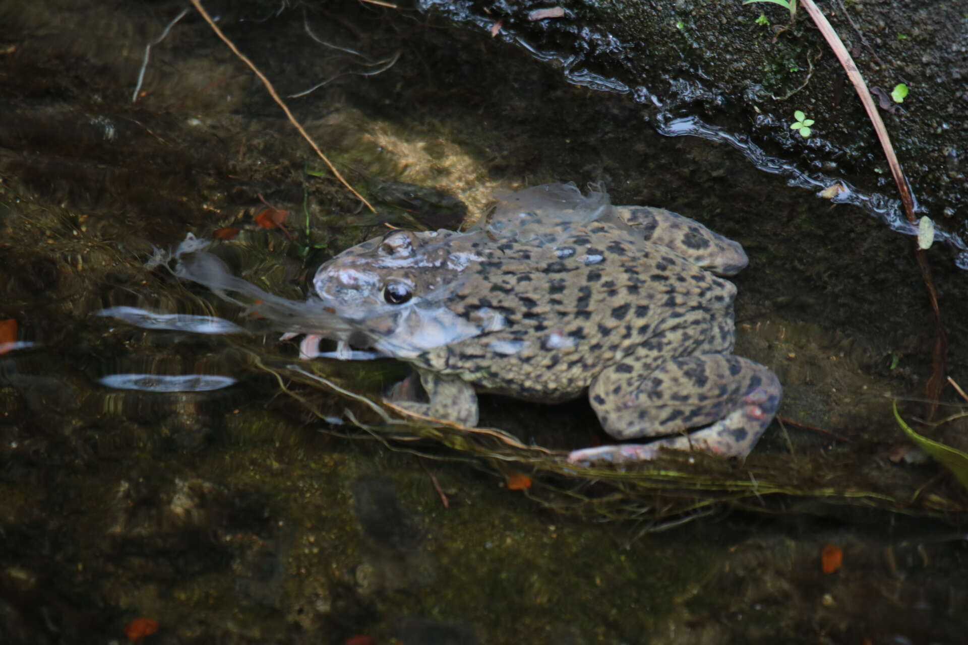 Image of Chinese Edible Frog