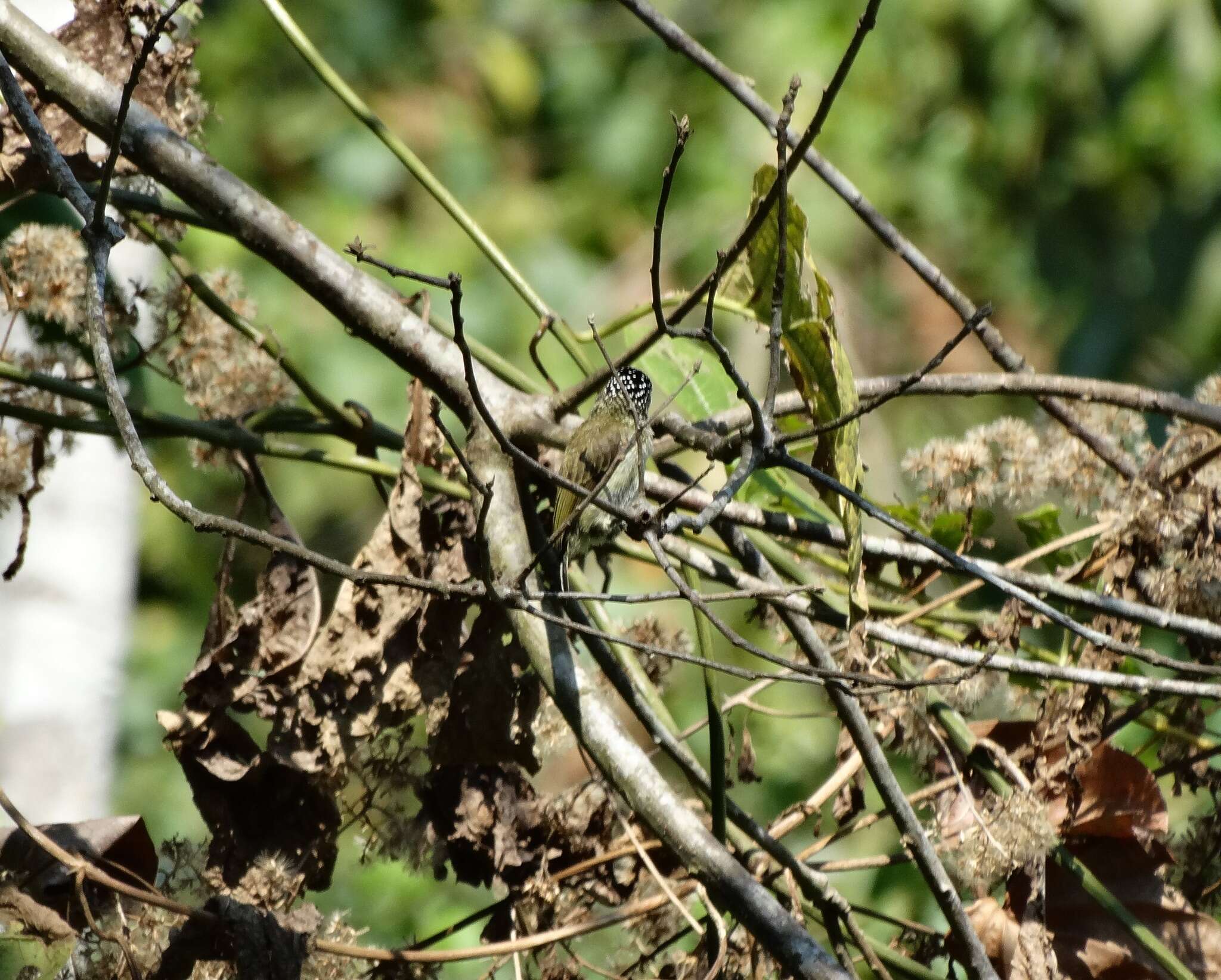 Image of Fine-barred Piculet