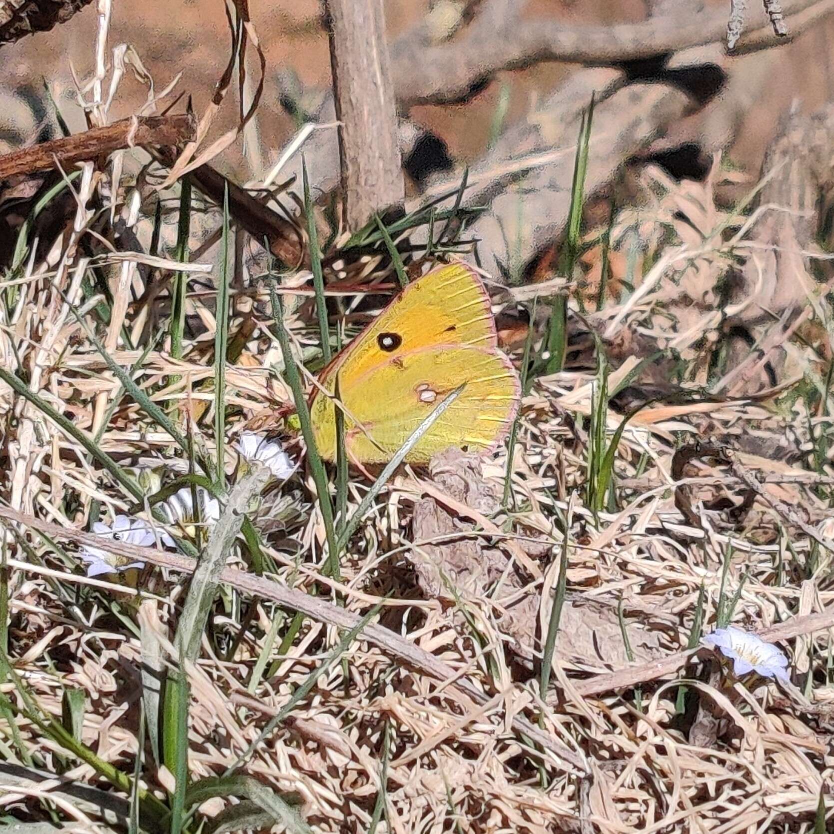 Image of Colias fieldii Ménétriès 1855