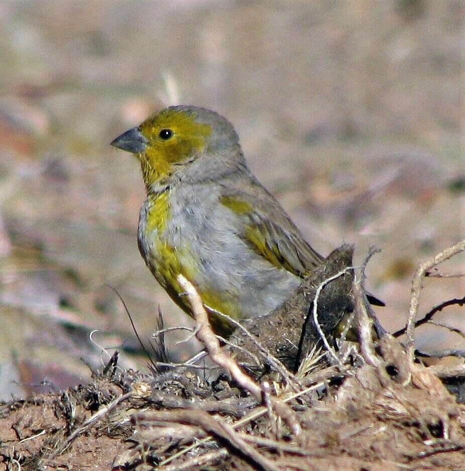 Image of Citron-headed Yellow Finch