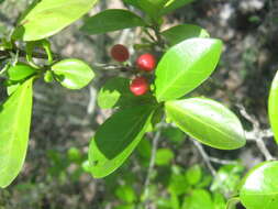 Image of Cyclophyllum coprosmoides (F. Muell.) S. T. Reynolds & R. J. F. Hend.