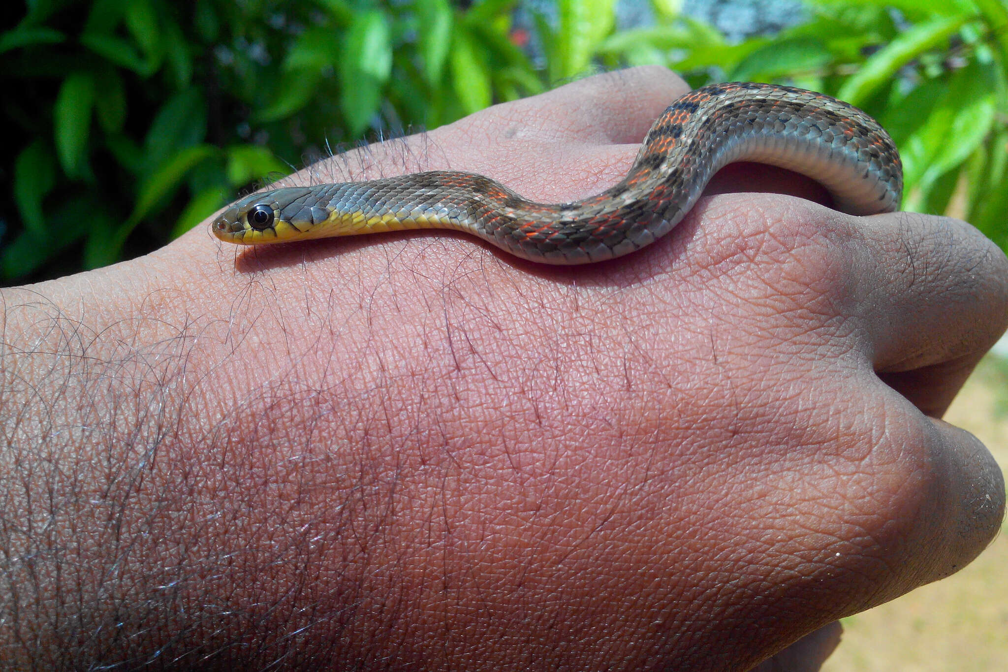 Image of buff striped keelback