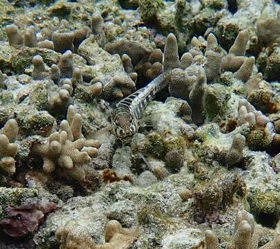 Image of Southern sharpnose sandperch