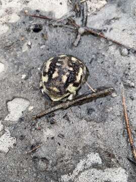 Image of Namaqua Rain Frog