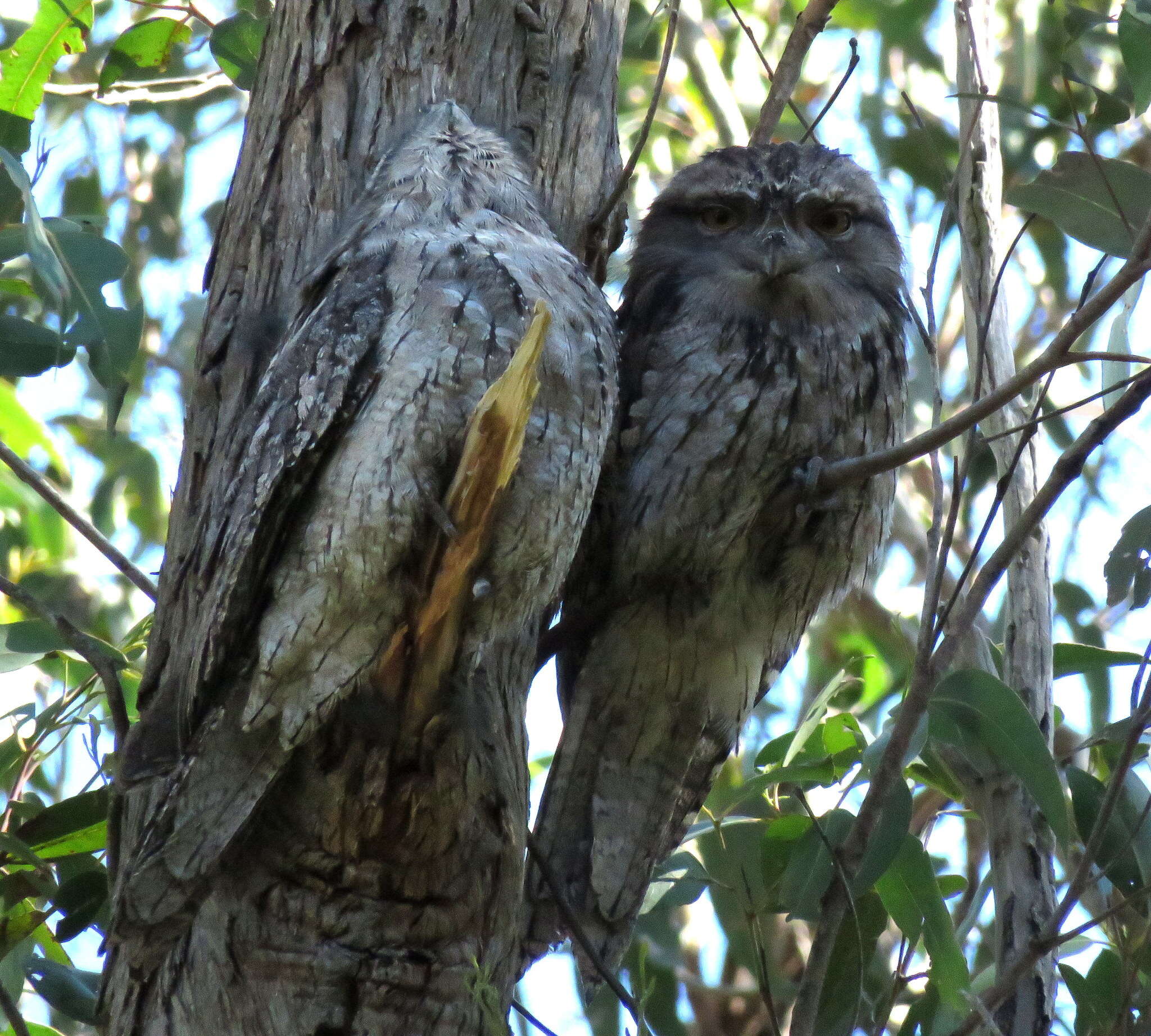 Image of Tawny Frogmouth